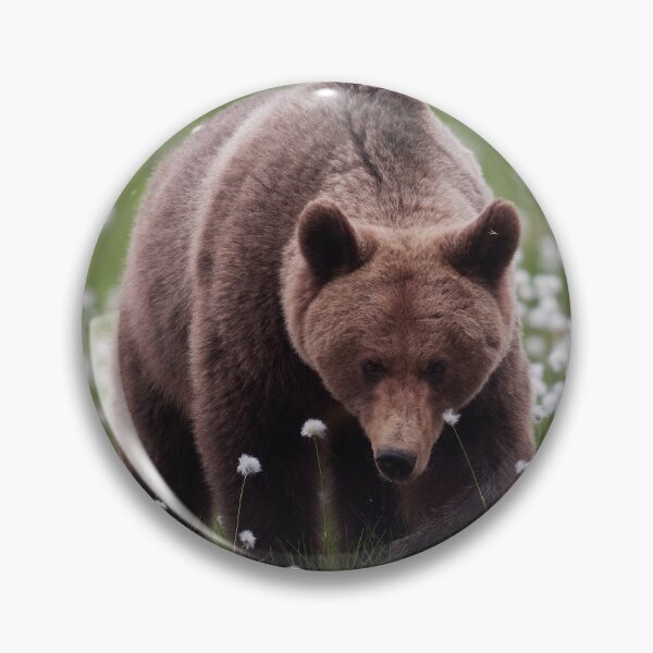 Item preview, Walking on the fields of white cotton. Hare's-tail cottongrass and Brown bear 13 designed and sold by Jouko Lehto Photography.