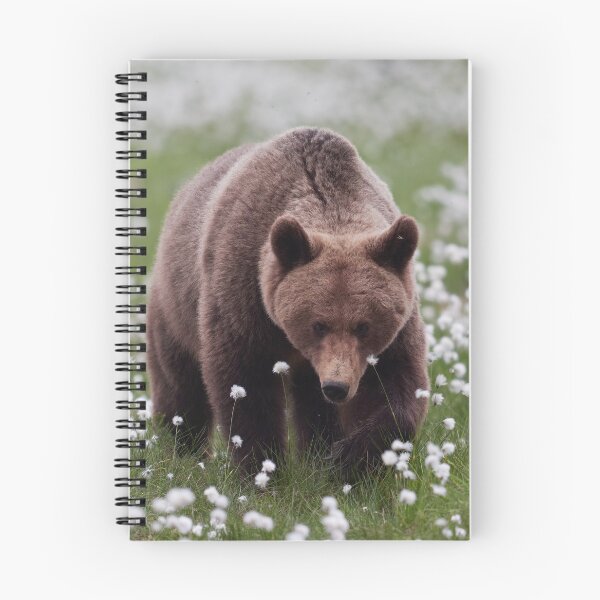 Item preview, Walking on the fields of white cotton. Hare's-tail cottongrass and Brown bear 13 designed and sold by Jouko Lehto Photography.