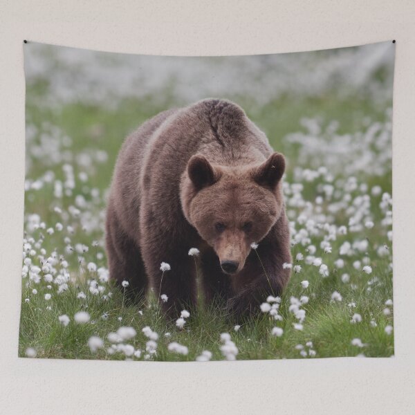 Item preview, Walking on the fields of white cotton. Hare's-tail cottongrass and Brown bear 13 designed and sold by Jouko Lehto Photography.
