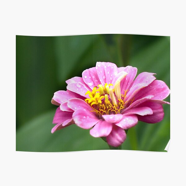 Misty Zinnia Poster