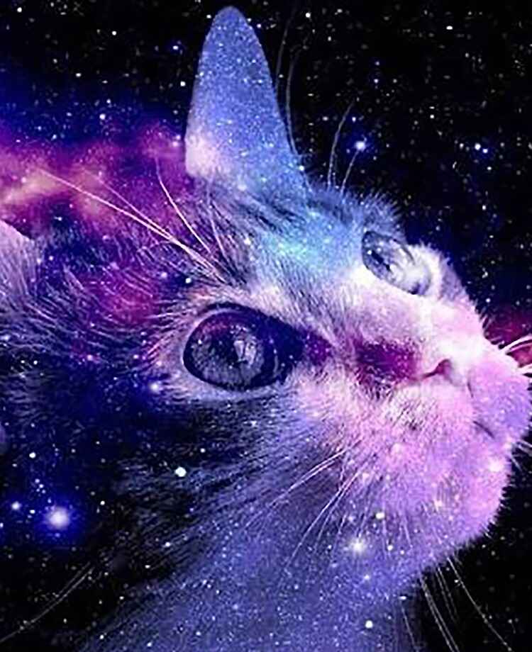 cat in the galaxy\