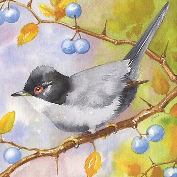 Artwork thumbnail, Sardinian Warbler and Sloes by Meadowpipit