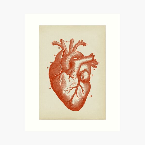 Aperçu de l'œuvre Coeur en rouge, Anatomie humaine créée et vendue par LeAllureVintage.