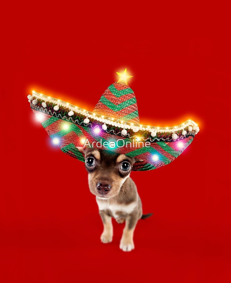 sombrero hat for chihuahua