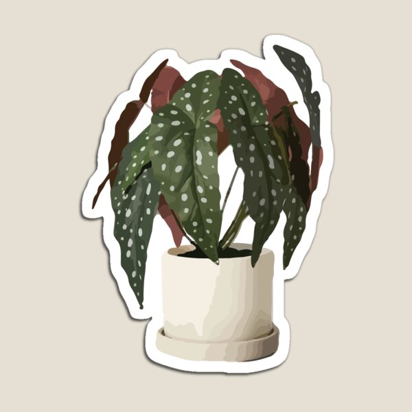 Item preview, Begonia Maculata Wightii designed and sold by plantycharlie.