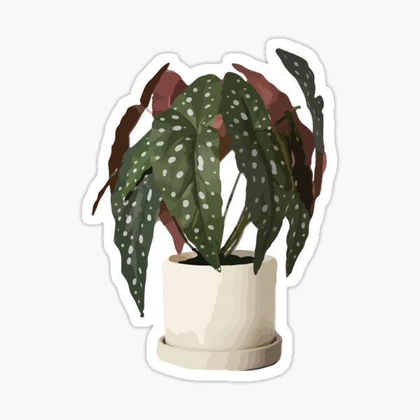 Regalos y productos: Maculata Begonia | Redbubble