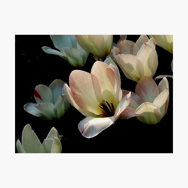 Item preview, Sunlit designed and sold by Michiale.