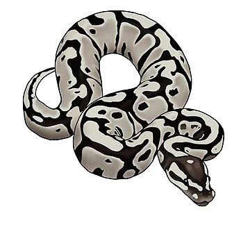 Artwork thumbnail, Ball python by Eversonarts