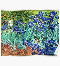 Irises By Vincent Van Gogh Poster