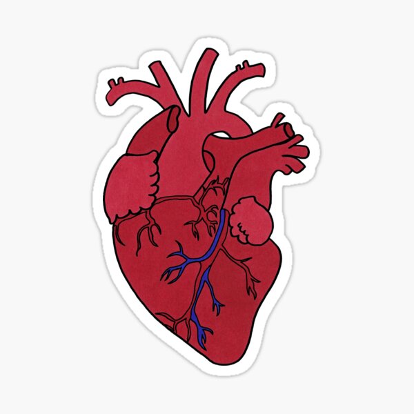 Anatomical Heart Sticker