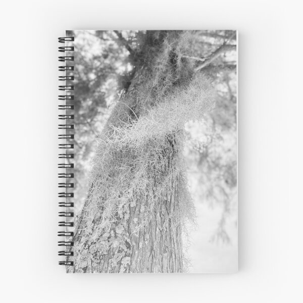 Item preview, Mysterious Moss, Southern Live Oak, June 2020 designed and sold by GossamerSky.