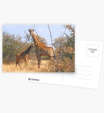 THE LATEST NEW COMMER! The Giraffe baby ! Postcards