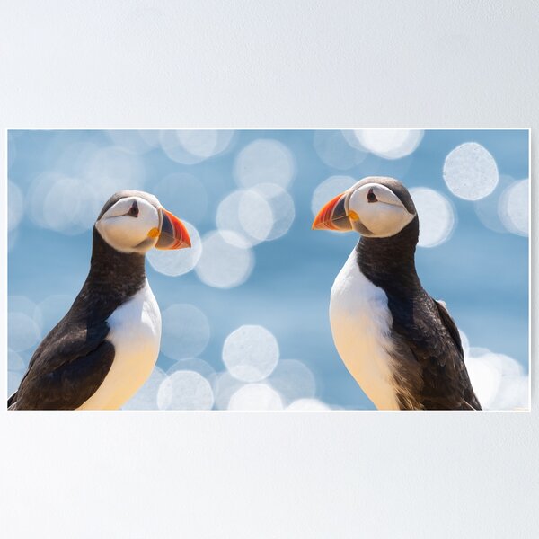Item preview, Puffins and a sparkling blue sea designed and sold by Kay Roxby.