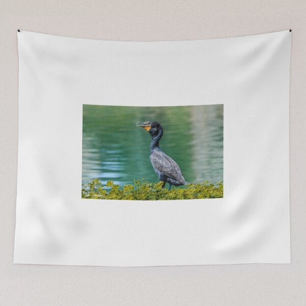 Item preview, Double-Crested Cormorant  designed and sold by Jeff Goulden Photography.