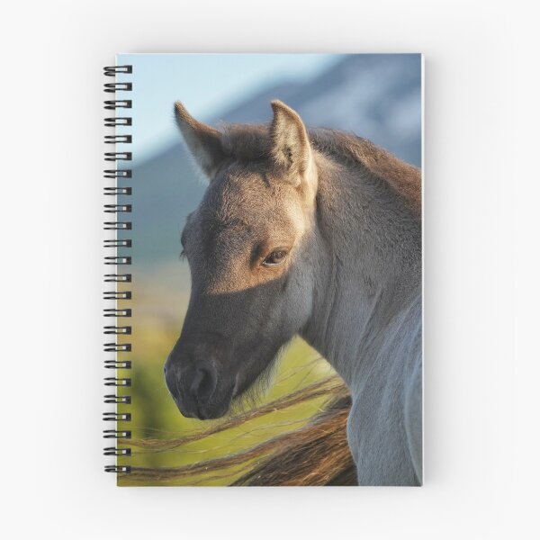 Item preview, Little foal in the evening sun designed and sold by elisainiceland.