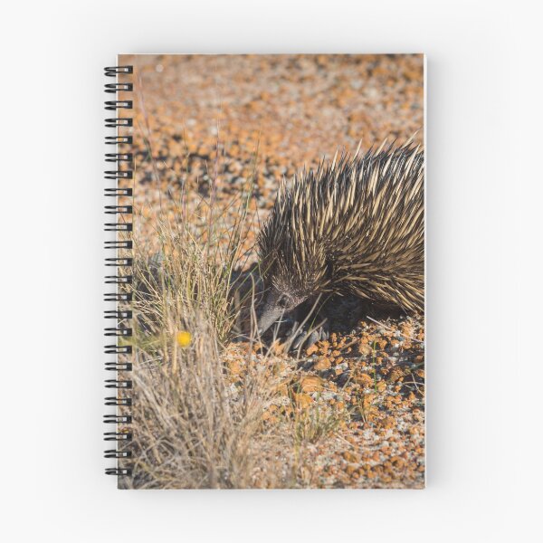 Item preview, Echidna, sometimes known as spiny anteater designed and sold by Ricjacyno.
