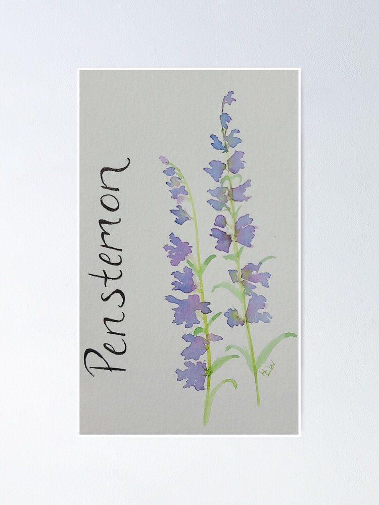 Thumbnail 1 of 3, Poster, Purple Penstemon designed and sold by WallaceColor.