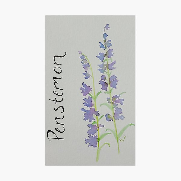 Item preview, Purple Penstemon designed and sold by WallaceColor.