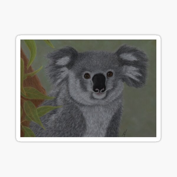 "Cass" the Koala Sticker