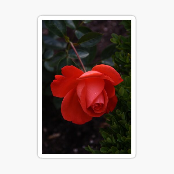 Item preview, RedRose designed and sold by Roswitha Lorz.