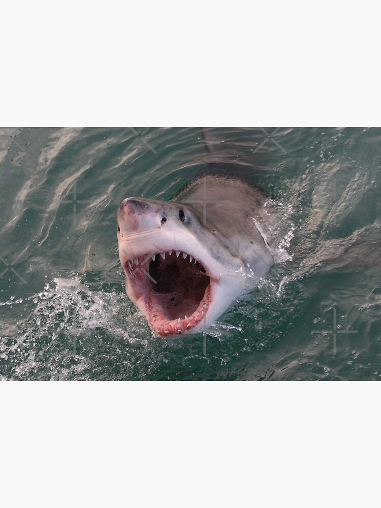 Great White Shark Teeth Magnet for Sale by Motivation111