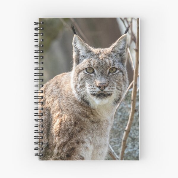 Aperçu de l'œuvre Lynx Lynx créée et vendue par Martulia.