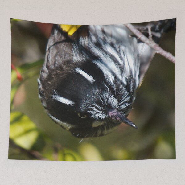 Item preview, Honeyeater up close designed and sold by notjustamwac.