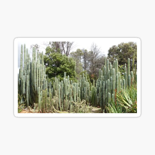 Item preview, Cactus Country Psycho0 Bridgesii designed and sold by Cactee.