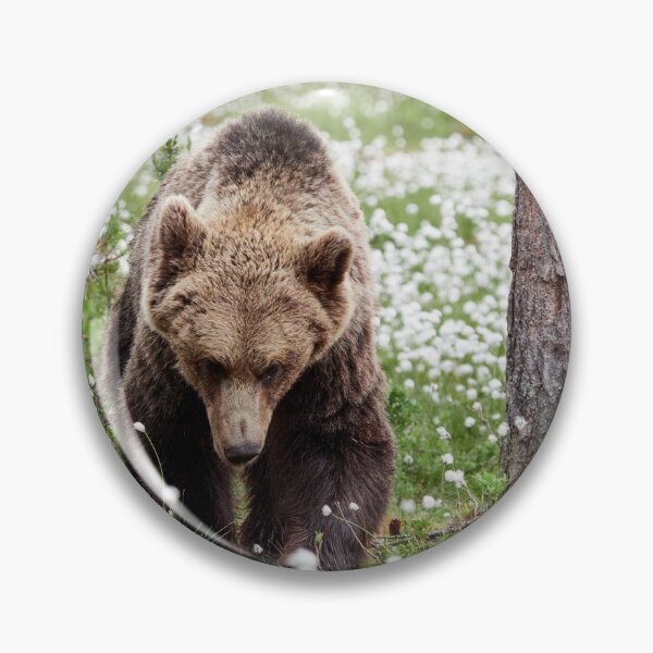 Item preview, Determined. Hare's-tail cottongrass and Brown bear 44 designed and sold by Jouko Lehto Photography.