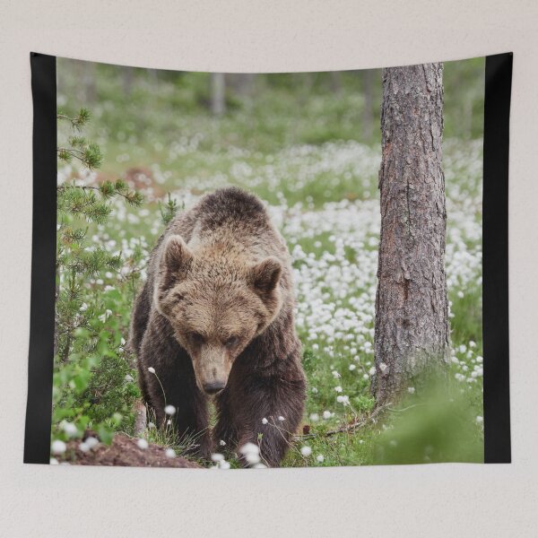 Item preview, Determined. Hare's-tail cottongrass and Brown bear 44 designed and sold by Jouko Lehto Photography.