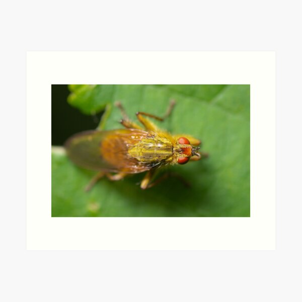 Item preview, Fly on leaf designed and sold by LifesTooBig.