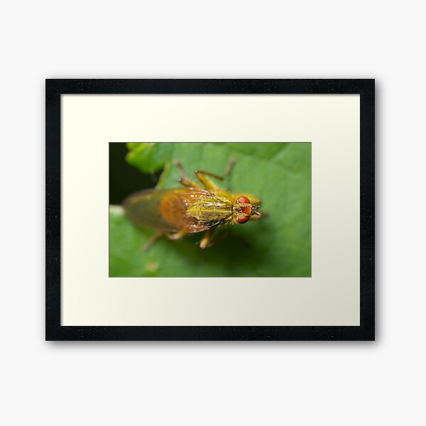 Item preview, Fly on leaf designed and sold by LifesTooBig.