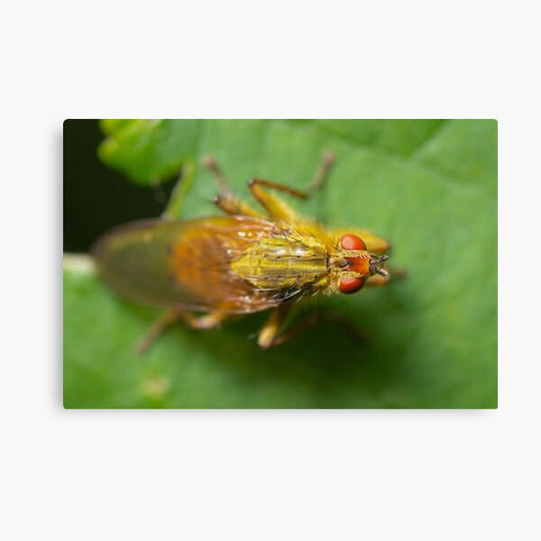 Item preview, Fly on leaf designed and sold by LifesTooBig.