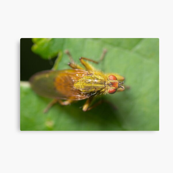 Item preview, Fly on leaf designed and sold by LifesTooBig.