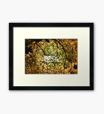 Ireland, little house Framed Print