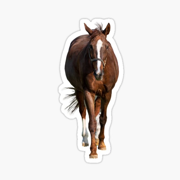 pferd auf einer weide und freigestellt Sticker