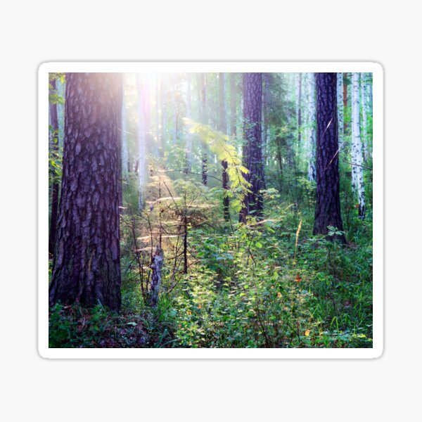 Sunny morning in the forest Sticker