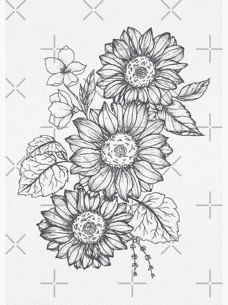 Hand drawn monochrome sunflowers. Sunflower Outline, Sunflower Line Art,  Floral Line Drawing, black and white sunflowers vector illustration  17555824 Vector Art at Vecteezy
