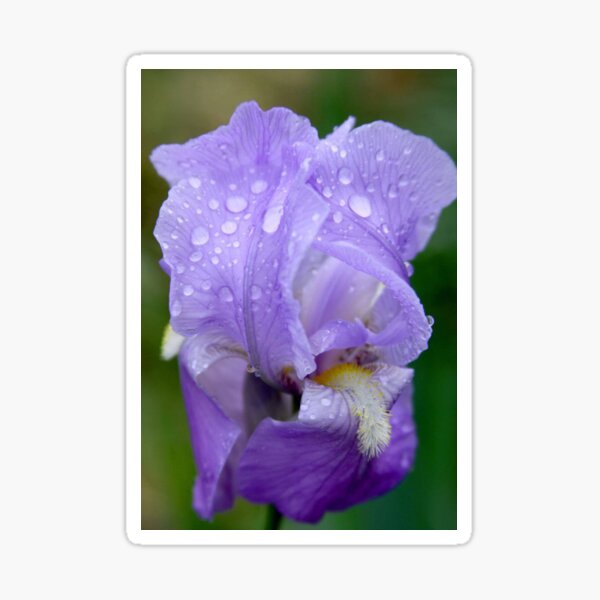Purple Iris Sticker