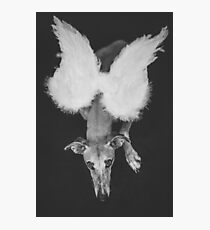 Galgo angel Photographic Print
