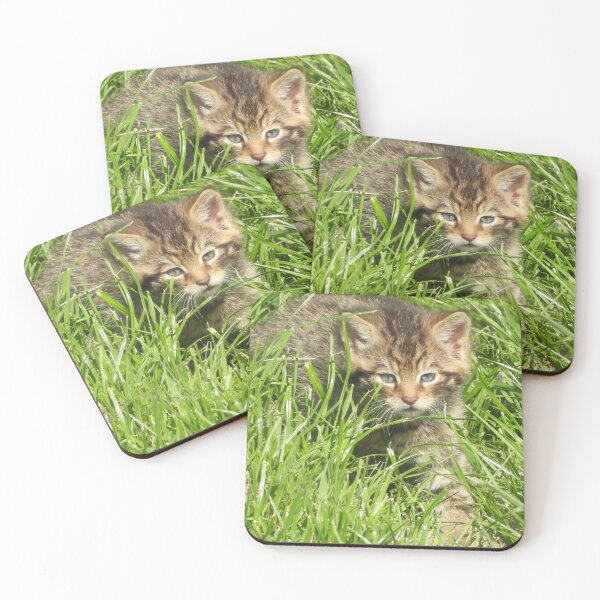 Item preview, A Gorgeous Scottish Wildcat Kitten designed and sold by Karen Thomson.