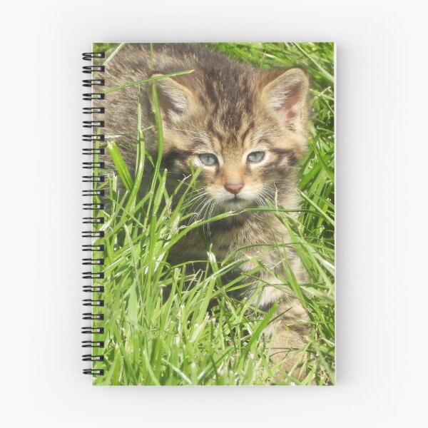 Item preview, A Gorgeous Scottish Wildcat Kitten designed and sold by Karen Thomson.