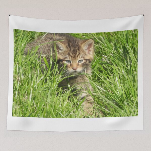 Item preview, A Gorgeous Scottish Wildcat Kitten designed and sold by Karen Thomson.