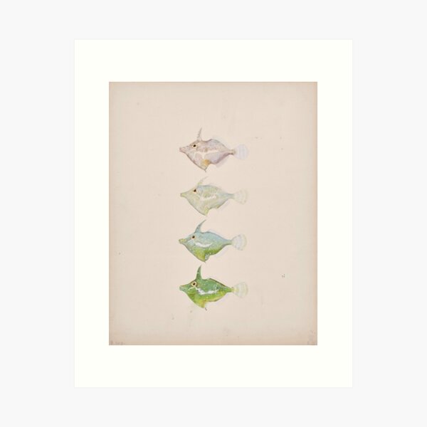 Item preview, Fringed Filefish designed and sold by WCS-Archives.