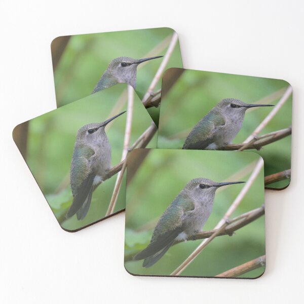 Item preview, Anna's Hummingbird nature shot designed and sold by birdsofthePNW.