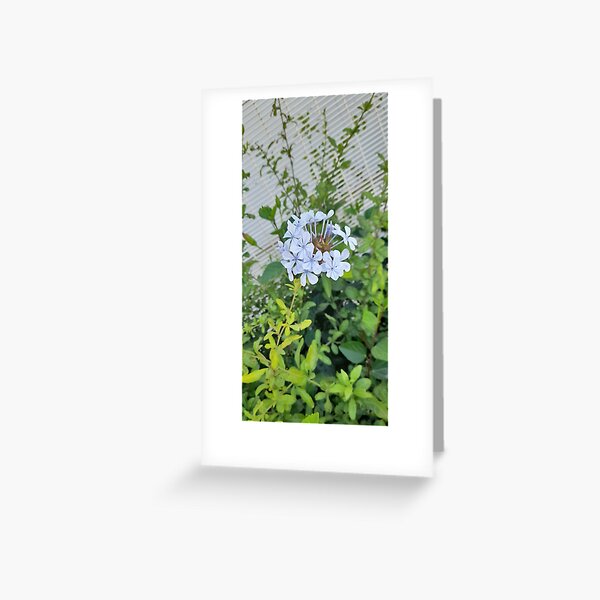 Flowers Greeting Card
