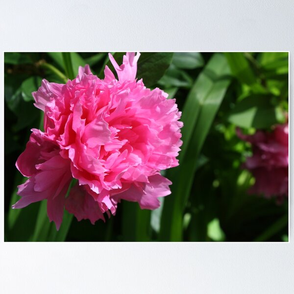 Item preview, Pink Peonies designed and sold by JaclynBell.