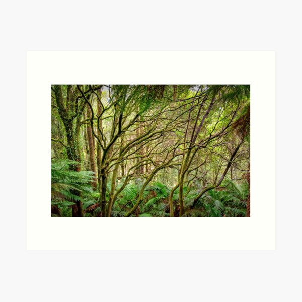 Item preview, Otways Rainforest near Hopetoun Falls designed and sold by Ricjacyno.