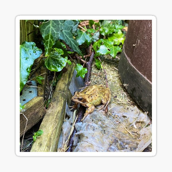 Item preview, Frog designed and sold by Superpol44.