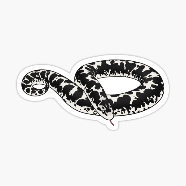 Black and White Kenyan Sand Boa, buy Black and White Boa